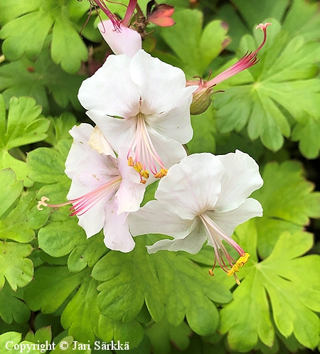 Geranium x cantabrigiense 'St. Ola', peittokurjenpolvi